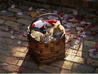 《博斯加尔》开发商维京开放世界生存新作《ASKA》公布